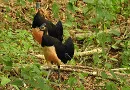 Penangkaran Satwa Langka Burung Maleo di Taman Nasional Lore Lindu Sulawesi Tengah