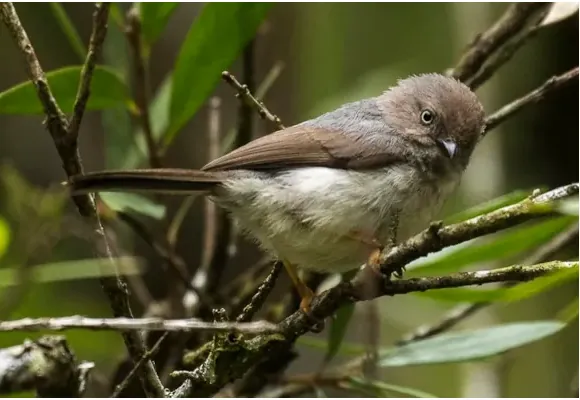 Burung Cerecet Jawa, Satwa Mungil Fauna Identitas Kabupaten Sumedang 