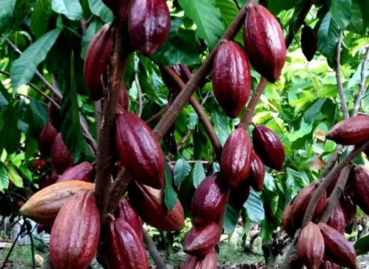 Kakao Bahan Dasar Coklat Komoditas Andalan Sulawesi Tengah