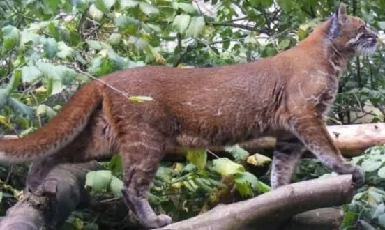 Kucing Emas, Spesies Kucing Liar di Hutan Sumatera