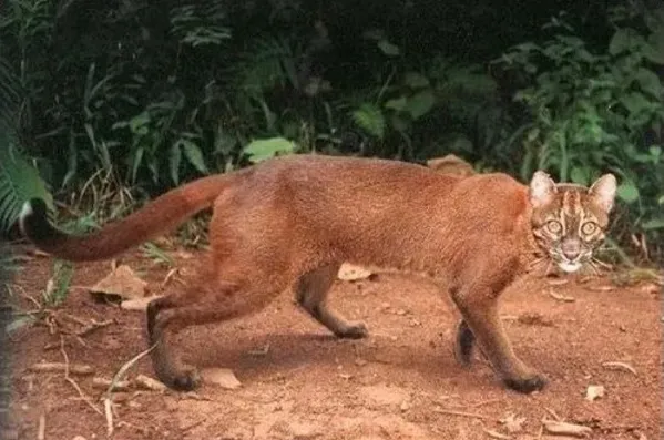 Kucing Merah, Spesies Kucing Liar Langka di Hutan Kalimantan