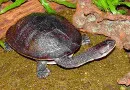 Kura-kura Leher Ular, Satwa Langka Pulau Rote Yang Terancam Punah