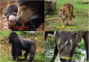 Koleksi Aneka Satwa Mamalia dan Reptilia Kebun Binatang Ragunan Jakarta