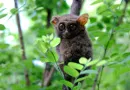 Tarsius Spectrum Primata Mungil Penghuni Cagar Alam Tangkoko Sulawesi Utara