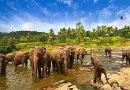 Taman Nasional Way Kambas, Atraksi Gajah Sumatera di Lampung
